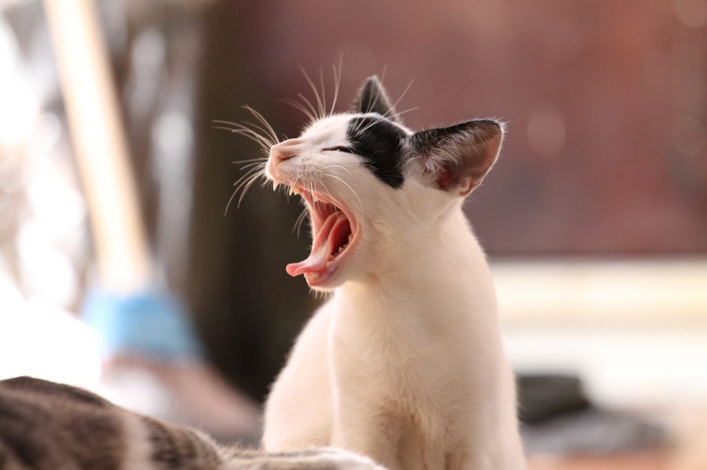 Black and White Cat screaming.