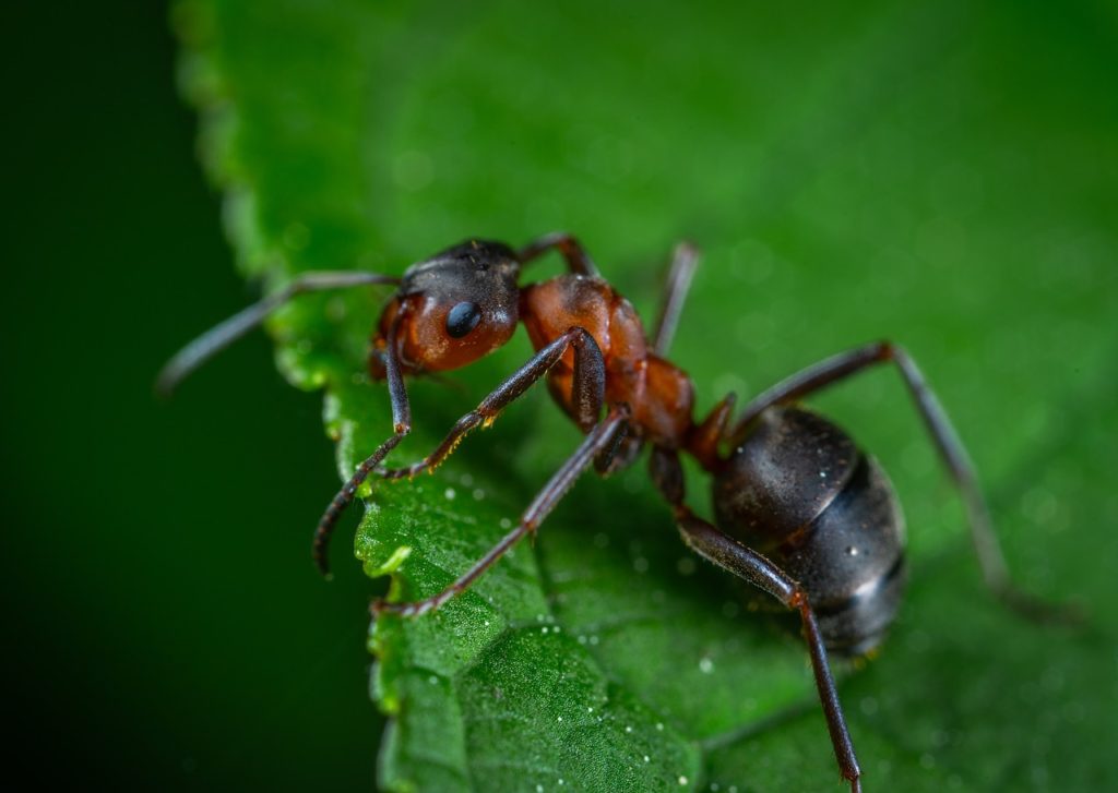 Ant on a leaf.
